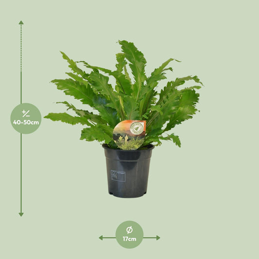Asplenium Campio – Pflegeleichter Zimmerfarn Ø17cm