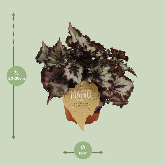 Begonia Rex Silver Limbo – Pflegeleichte Zimmerbegonie Ø12cm