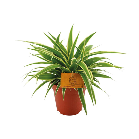 Chlorophytum Ocean – pflegeleichte Grünlilie Ø12cm