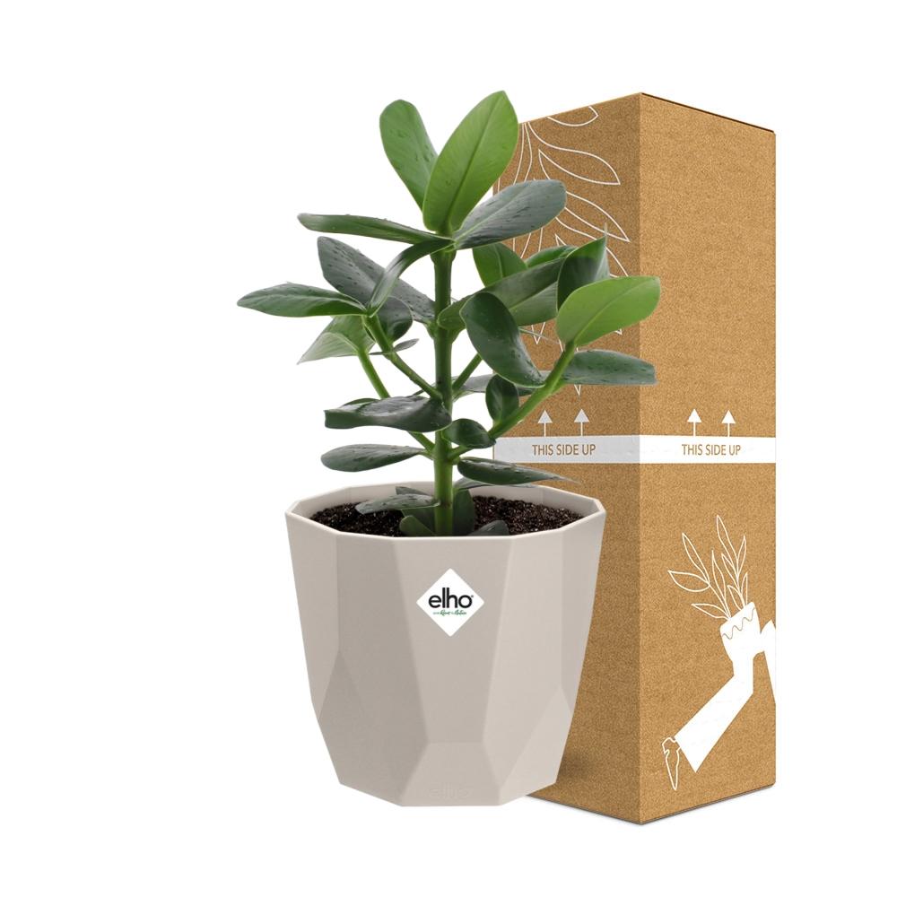 Clusia Princess in ELHO b.for rock 14 cm warm grey