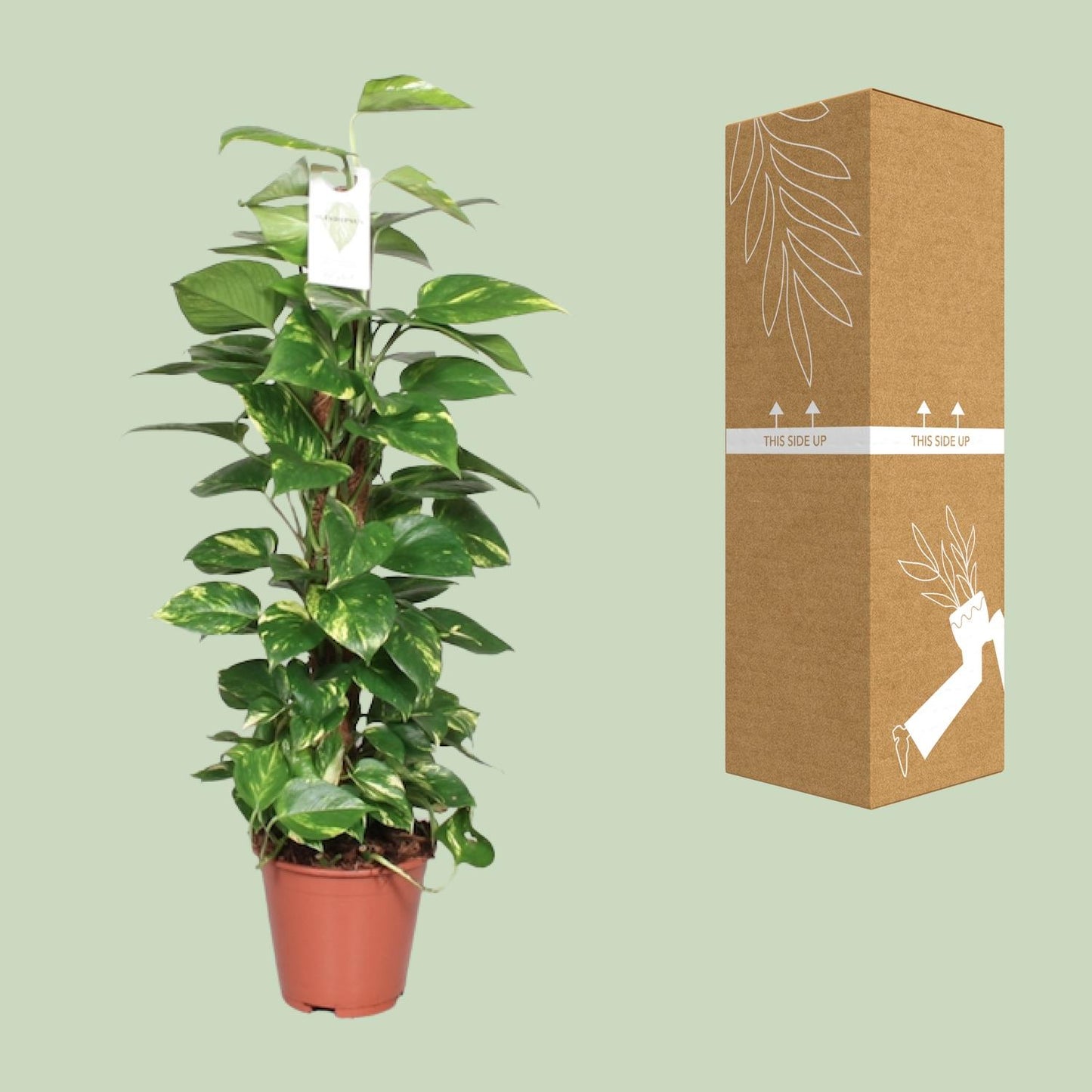 Epipremnum Pinnatum Mosstok – Goldene Efeutute 80 cm