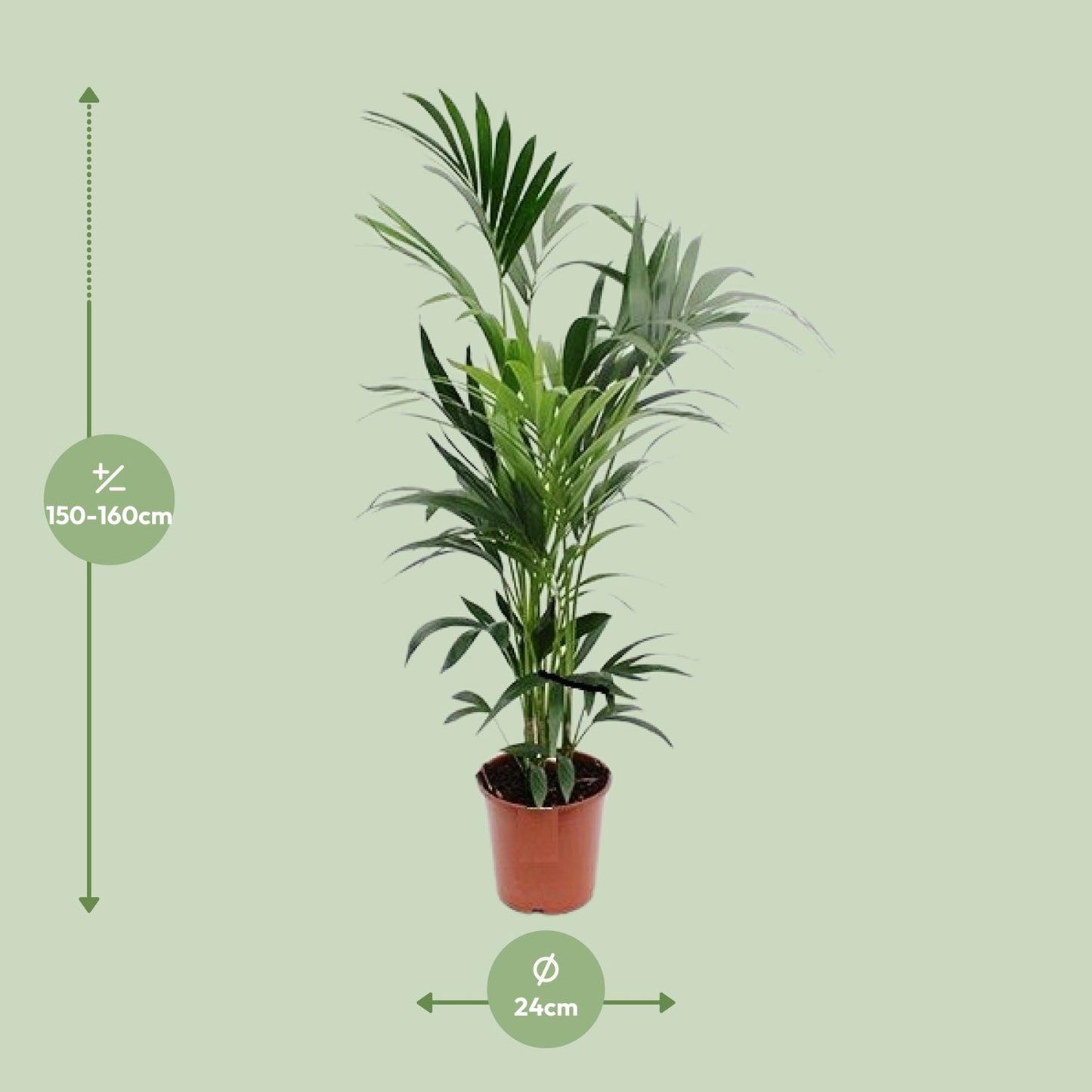 Kentia Palme – Elegante, pflegeleichte Zimmerpflanze Ø24cm