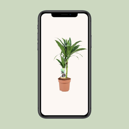 Dracaena Janet Craig – Pflegeleichte Zimmerpflanze Ø17cm