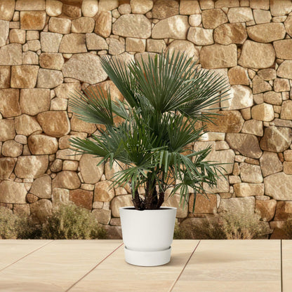 Trachycarpus multi stam Palme – 230 cm, Ø 50 cm