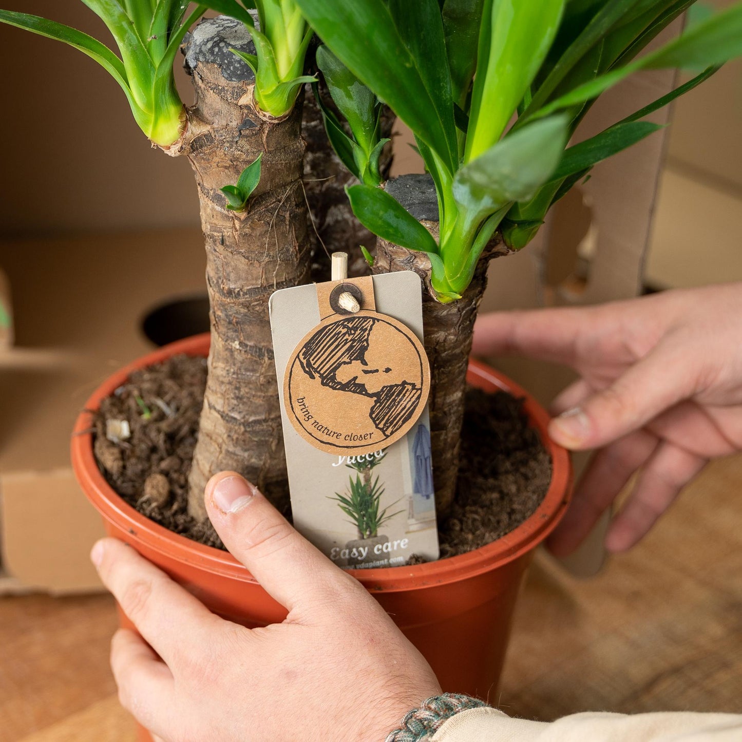 Yucca mit Korb – 100 cm – Ø 21 cm