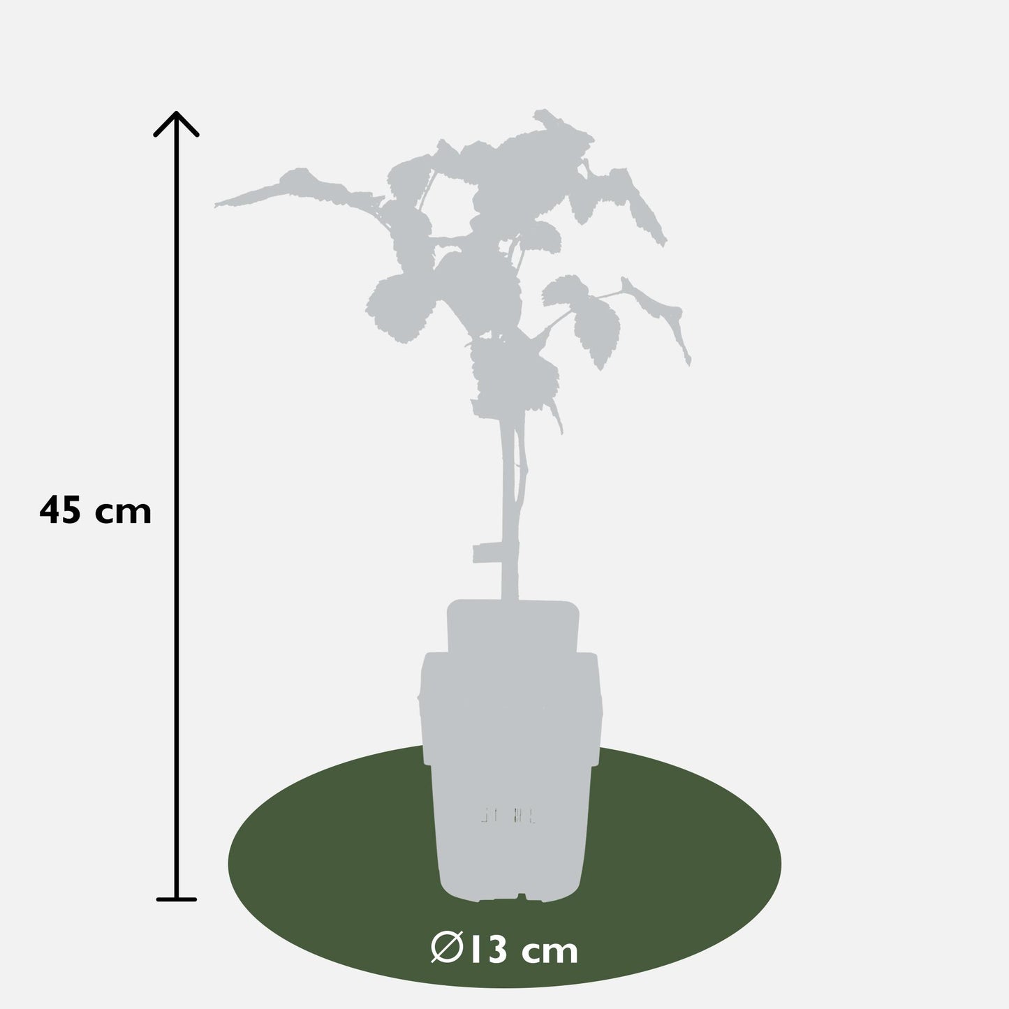3er-Set Rubus Mix – Pflegeleichte Beerenpflanzen