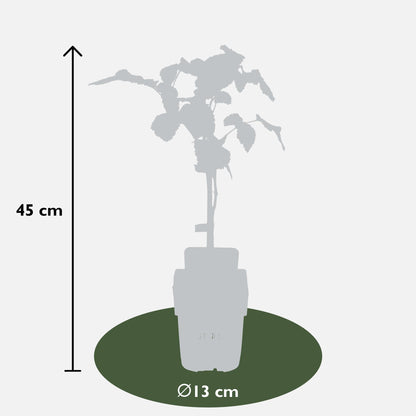 3er-Set Rubus Mix – Pflegeleichte Beerenpflanzen