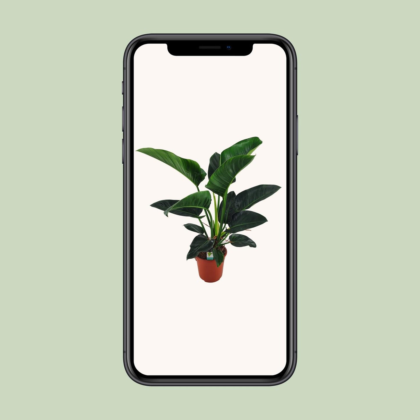 Philodendron Congo Millions – Große pflegeleichte Zimmerpflanze Ø27cm