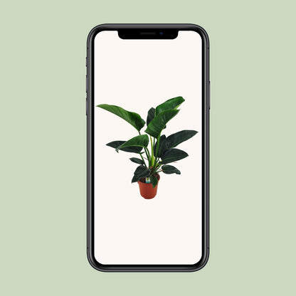 Philodendron Congo Millions – Große pflegeleichte Zimmerpflanze Ø27cm
