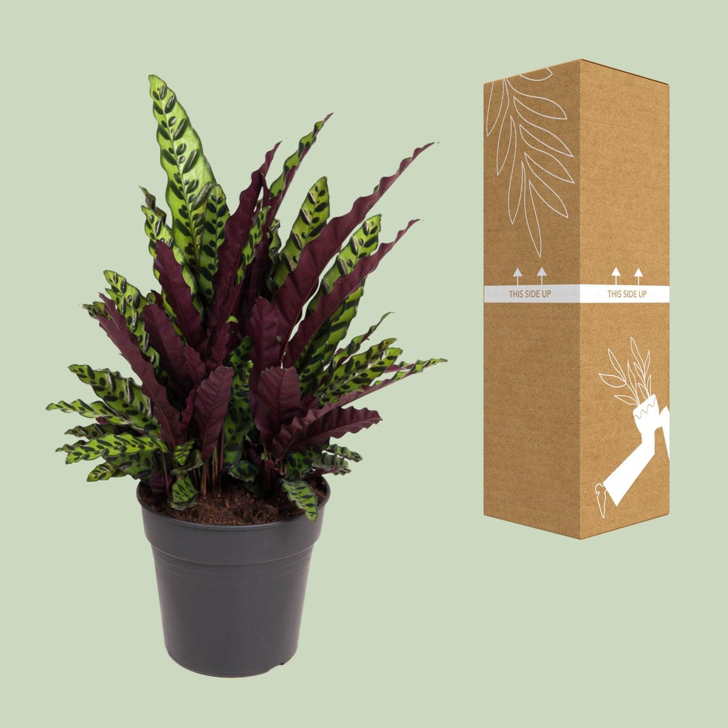 Calathea Lancifolia – Pflegeleichte Tropen-Zimmerpflanze Ø27cm