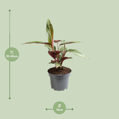 Stromanthe Sanguinea 'Horticolor' – pflegeleichte Zimmerpflanze Ø12 cm