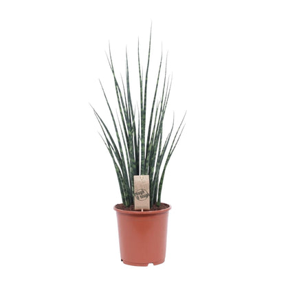 Sansevieria Fernwood Mikado Ø19cm – Pflegeleichte Zimmerpflanze