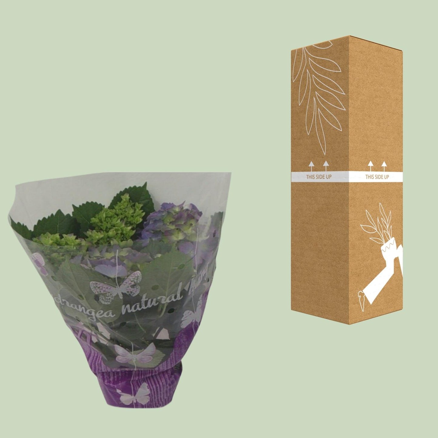 Endless Hortensie Blauw – Ø14cm, 35cm Höhe