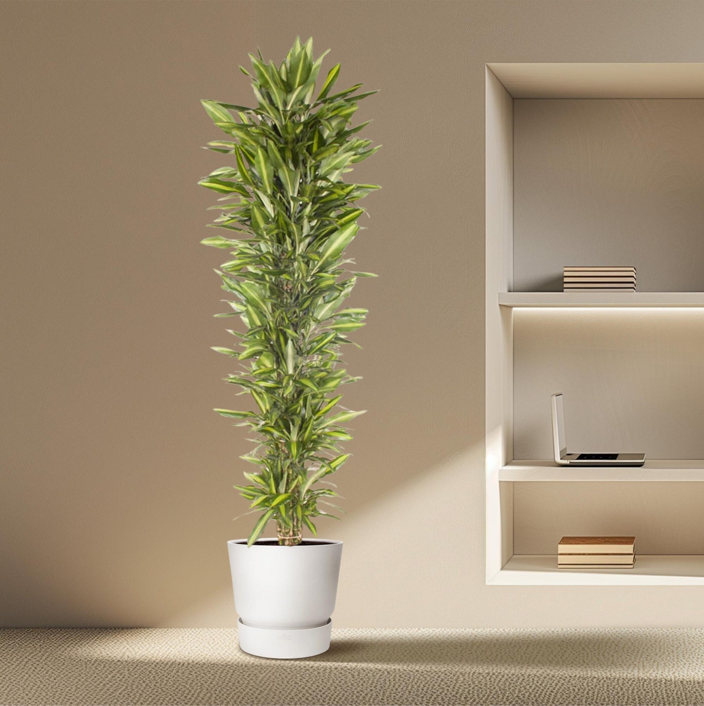 Dracaena Cintho vertakt – 210 cm – Pflegeleichte Zimmerpflanze