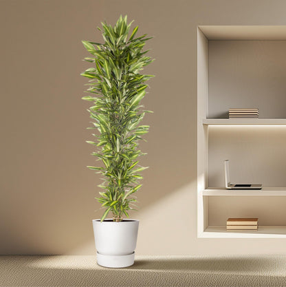 Dracaena Cintho vertakt – 210 cm – Pflegeleichte Zimmerpflanze
