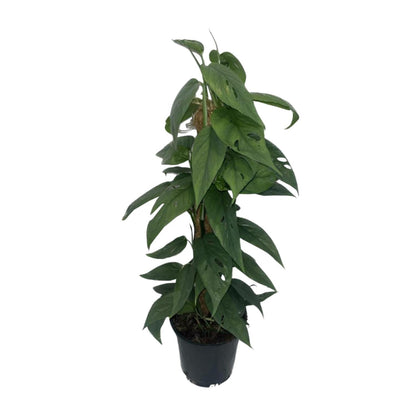 Epipremnum 'Cebu Blue' Moosstock Ø15cm, ca. 60cm hoch