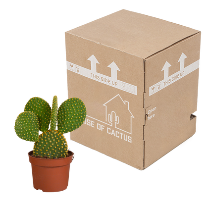 Opuntia microdasys – Pflegeleichter Micky-Maus-Kaktus 12 cm
