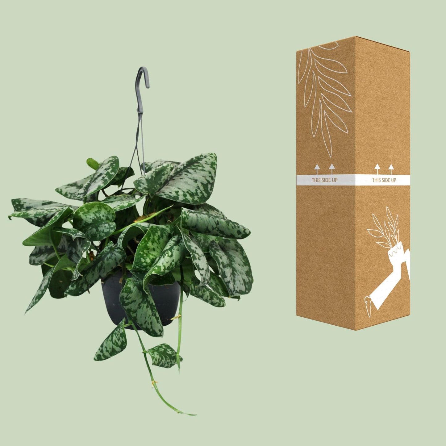 Scindapsus Pictus Trebie – pflegeleichte Zimmerpflanze Ø15cm