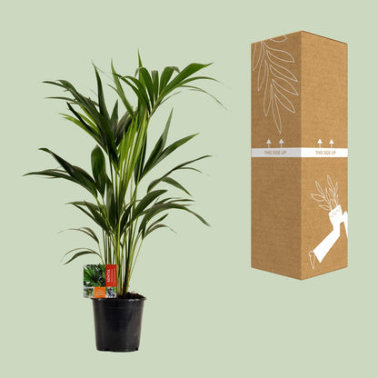 Kentia Palme – Ø19cm, 100cm hohe Zimmerpflanze
