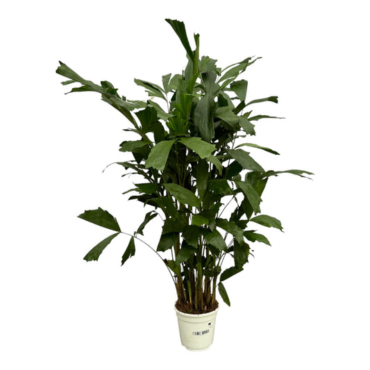 Caryota Mitis – Pflegeleichte Fischschwanzpalme 110 cm