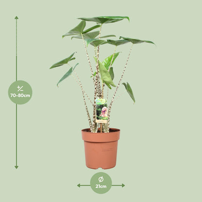 Alocasia Zebrina – Exotische, pflegeleichte Zimmerpflanze Ø21cm
