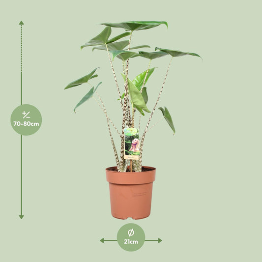 Alocasia Zebrina – Exotische, pflegeleichte Zimmerpflanze Ø21cm
