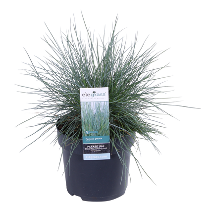 Festuca glauca Azura Blue – Silberblaues Ziergras Ø14cm