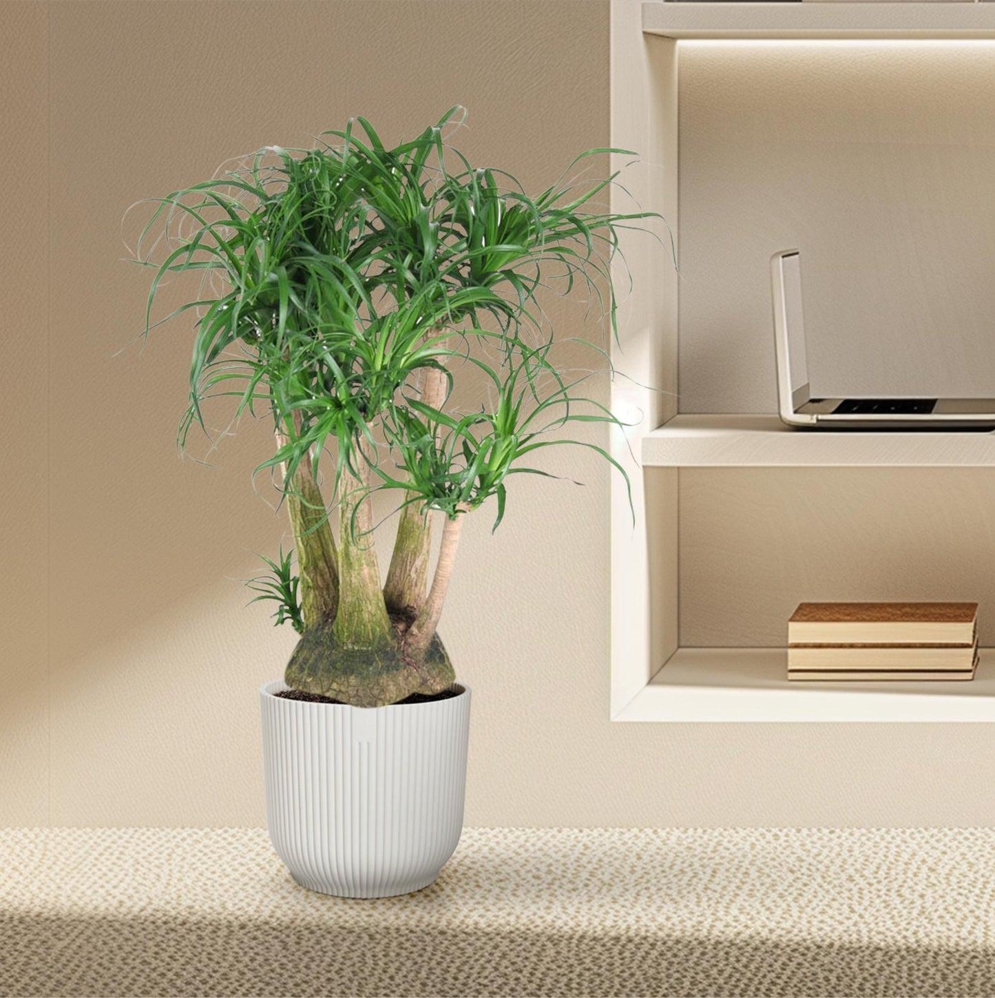Beaucarnea vertakt – Exotische, pflegeleichte Zimmerpflanze 110 cm