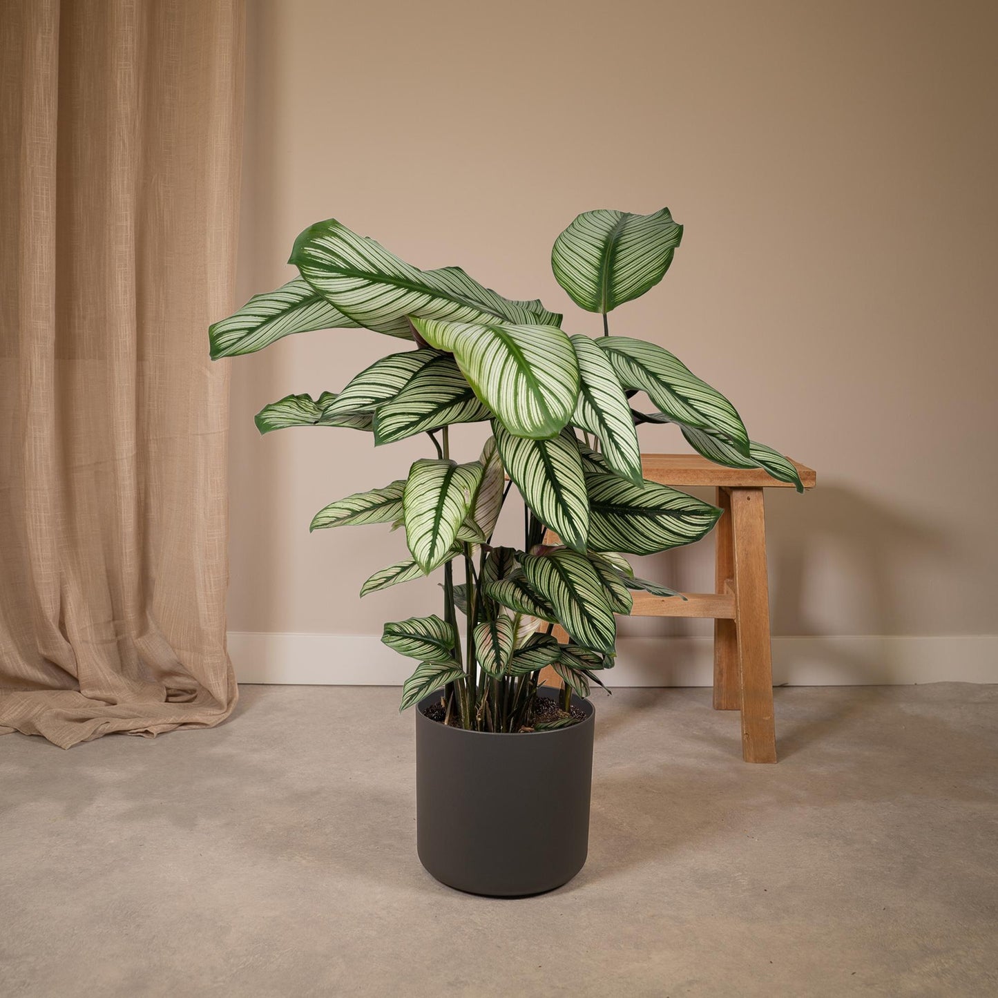 Calathea Whitestar – Pfauenpflanze 50 cm im 19 cm Topf