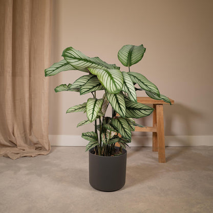 Calathea Whitestar – Pfauenpflanze 50 cm im 19 cm Topf