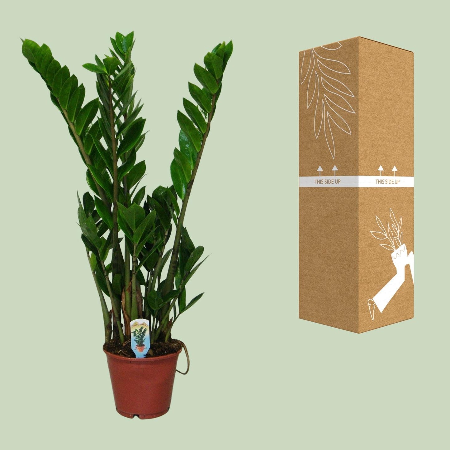 Glücksfeder Ø14cm – Pflegeleichte Zimmerpflanze ca. 50cm