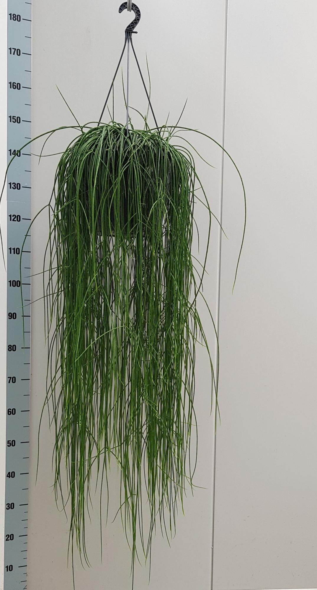 Rhipsalis Flocosa – Pflegeleichte luftreinigende Zimmerpflanze