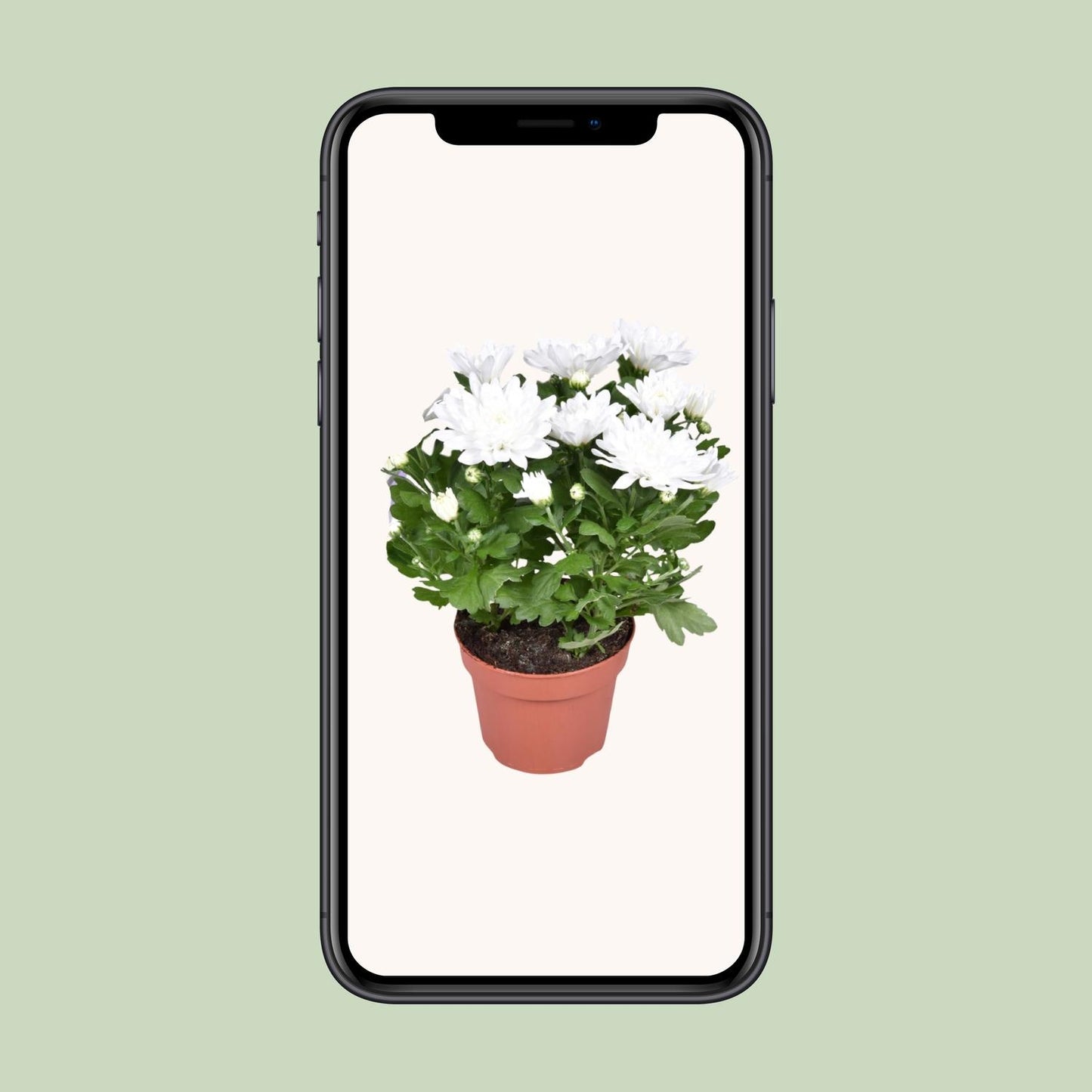 Chrysantheme Brave – Pflegeleichte Kissenchrysantheme Ø12cm