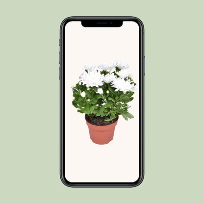 Chrysantheme Brave – Pflegeleichte Kissenchrysantheme Ø12cm