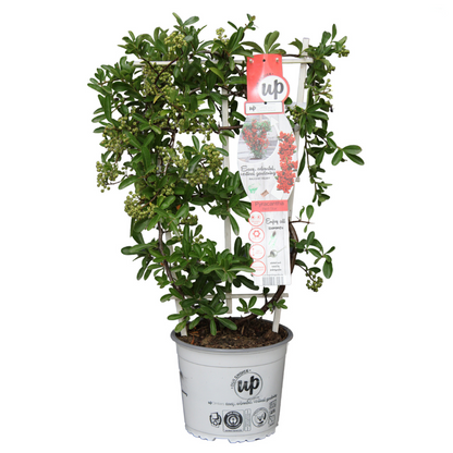Pyracantha coccinea Red Star – Immergrüner Feuerdorn mit roten Beeren