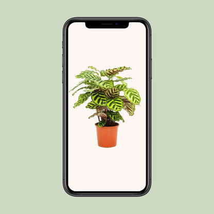 Calathea Makoyana – Exotische, pflegeleichte Zimmerpflanze Ø14cm