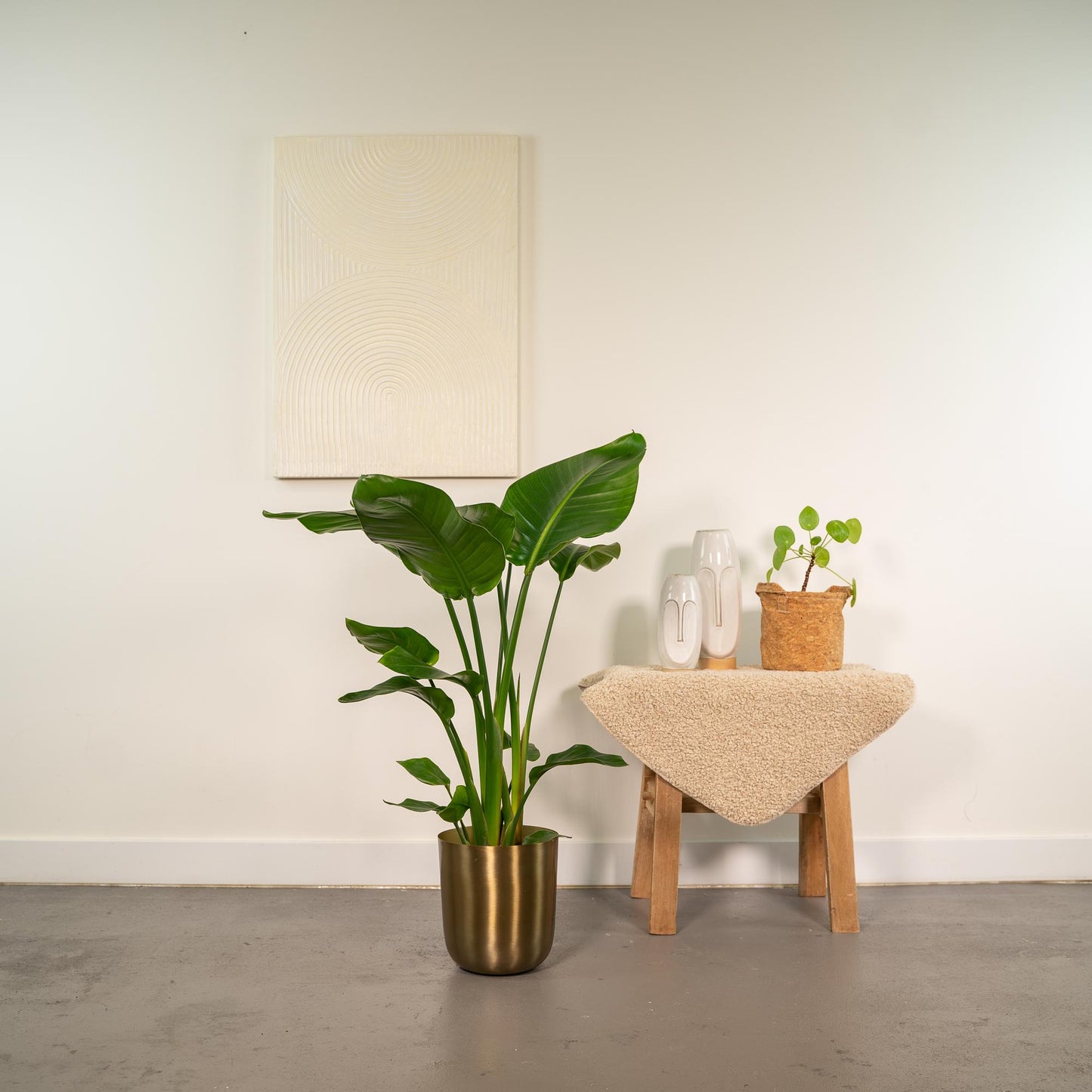 Strelitzia Nicolai Ø19cm – Baumstrelitzie mit Mayk Gold Topf