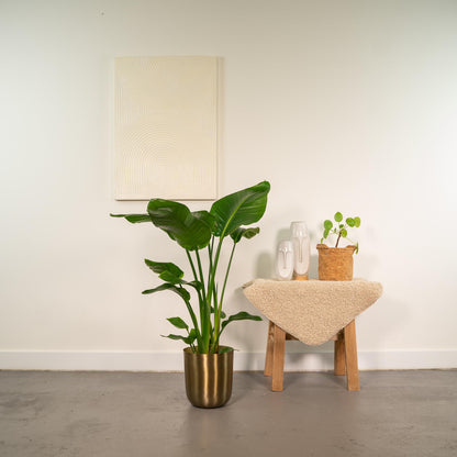 Strelitzia Nicolai Ø19cm – Baumstrelitzie mit Mayk Gold Topf
