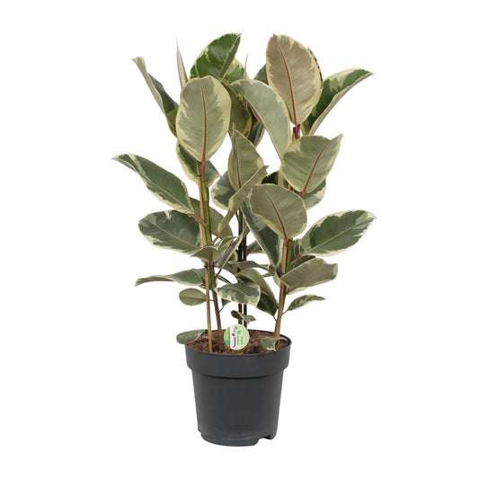 Ficus Tineke – Pflegeleichte Zimmerpflanze Ø27cm