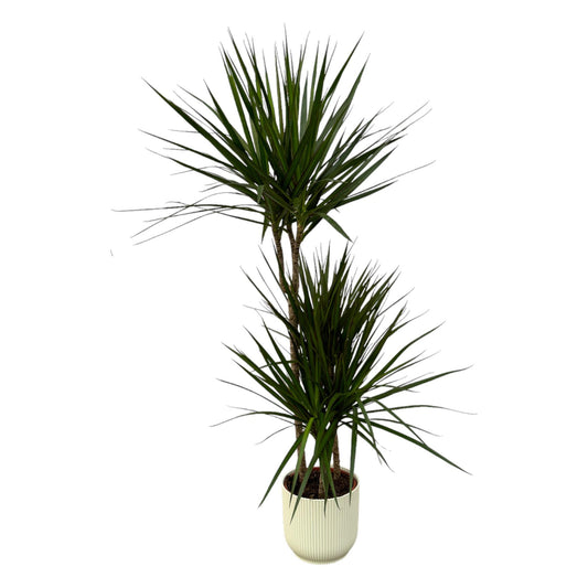 Dracaena Marginata – Elegante Zimmerpflanze 120 cm mit Topf