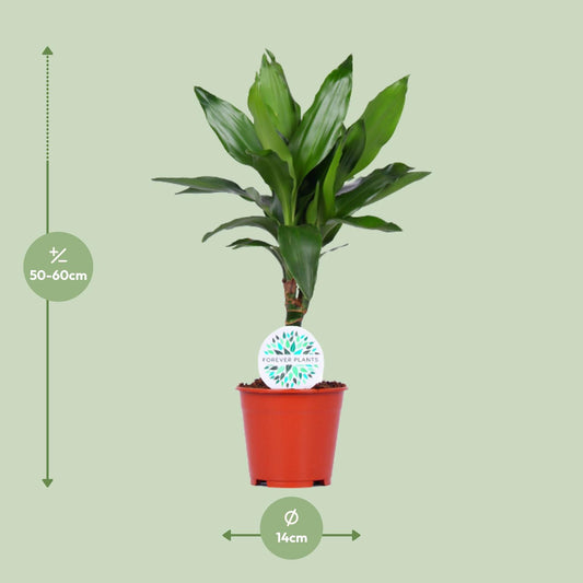 Dracaena Janet Lind – Pflegeleichte Zimmerpflanze Ø14cm
