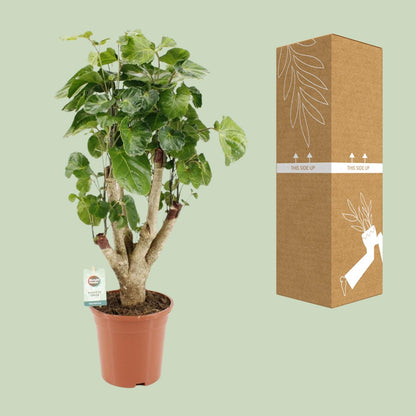 Polyscias Lemon – Pflegeleichte Zimmerpflanze Ø17cm, 65cm hoch