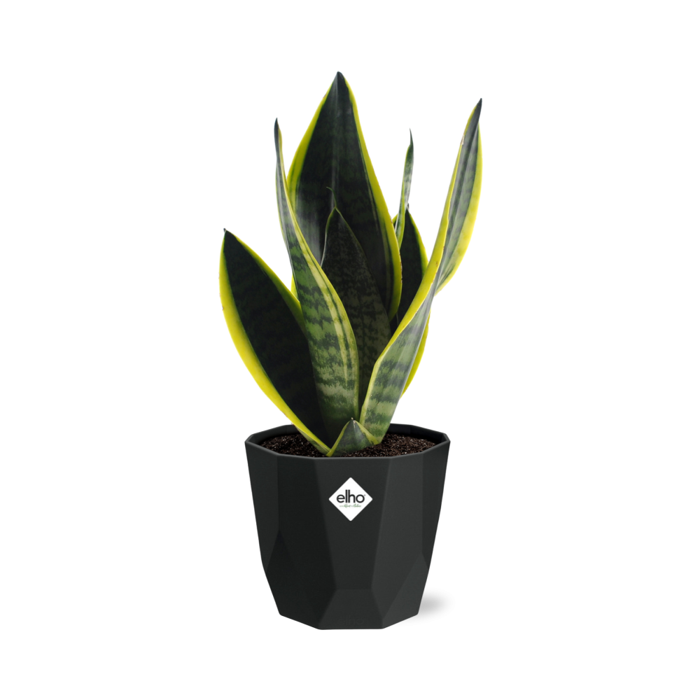 Sansevieria Futura Superba – Pflegeleichte Schwiegermutterzunge 14cm