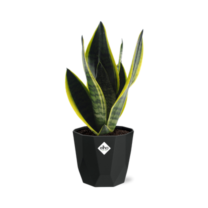Sansevieria Futura Superba – Pflegeleichte Schwiegermutterzunge 14cm