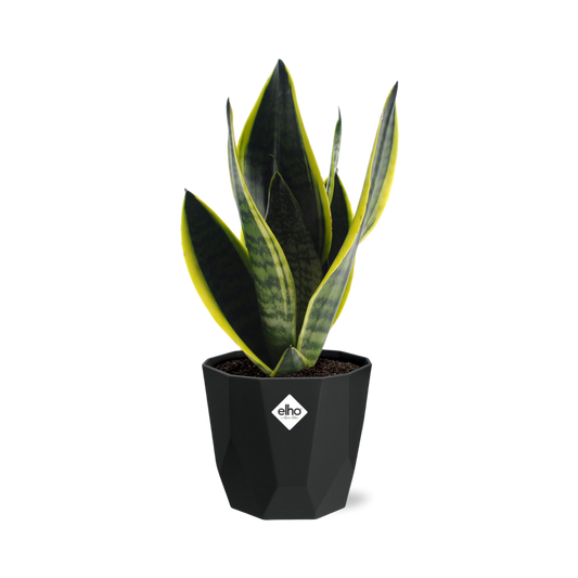 Sansevieria Futura Superba – Pflegeleichte Schwiegermutterzunge 14cm