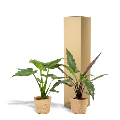 Alocasia Cucullata & Lauterbachiana im Selin Korb Ø19cm