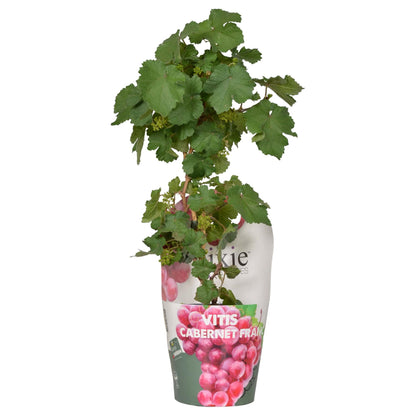 Zwergtraube Cabernet Franc – Mini-Weinrebe Ø14cm, 30cm hoch