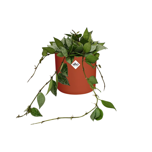 Hoya Krohniana Eskimo – Pflegeleichte Wachsblume 14 cm