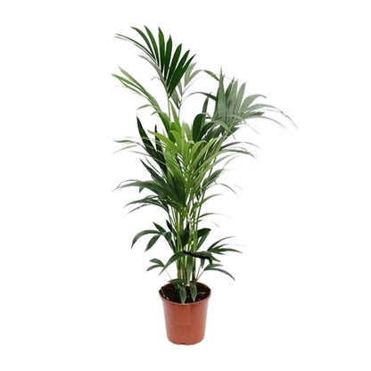 Kentia Palme – Elegante, pflegeleichte Zimmerpflanze Ø24cm