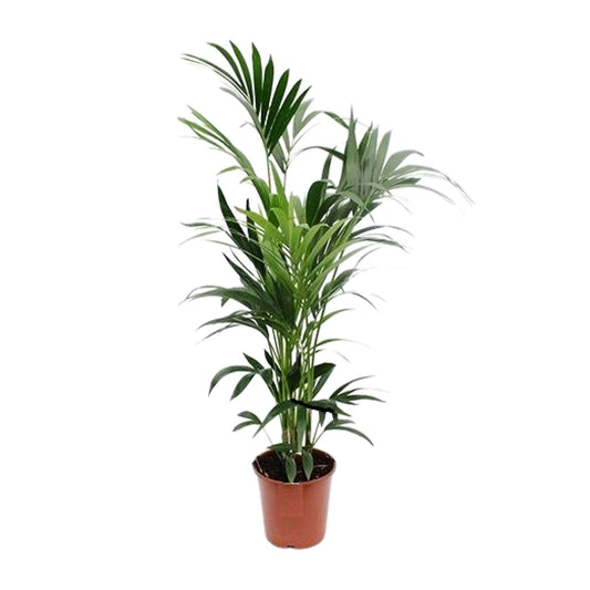 Kentia Palme – Elegante, pflegeleichte Zimmerpflanze Ø24cm
